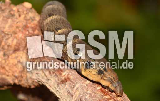 Mittlerer Weinschwärmer (2).jpg